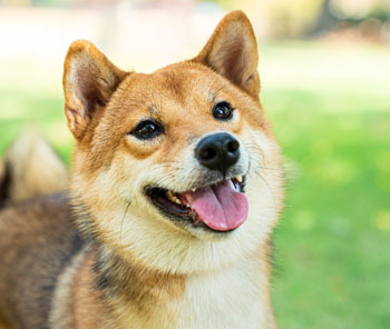 Shibu Inu